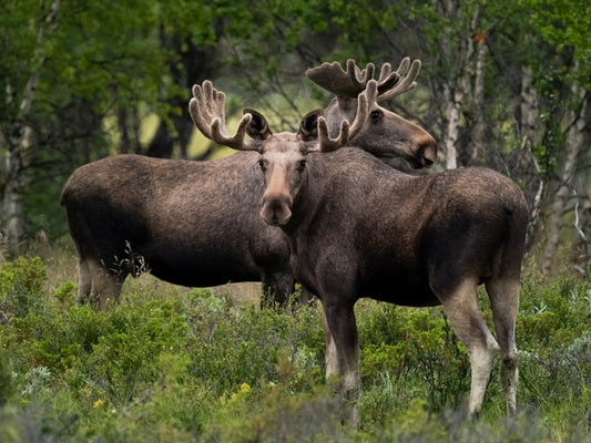 Hundens dvergbendelmark - ElgMark