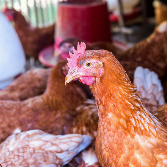 Salmonella - Prøvepakker til fjørfeovervåking