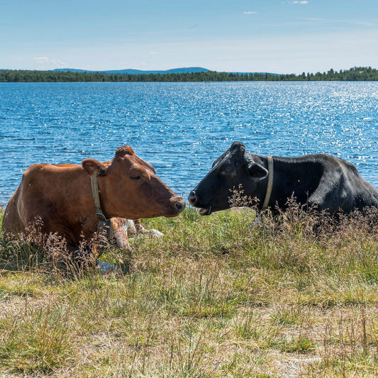 Luftveispakke virologi storfe
