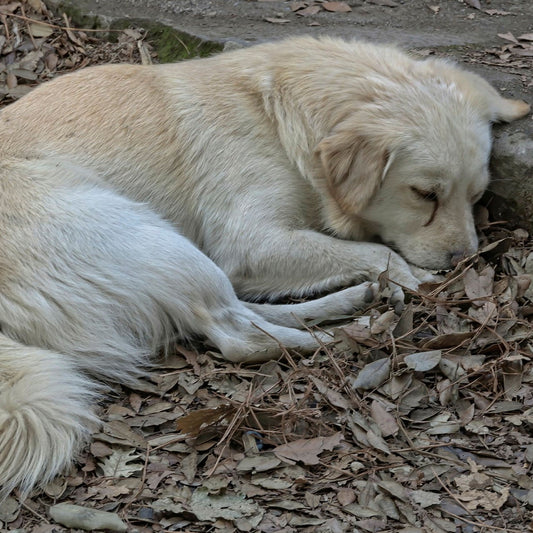 Hud- og ørepakke for hund og katt