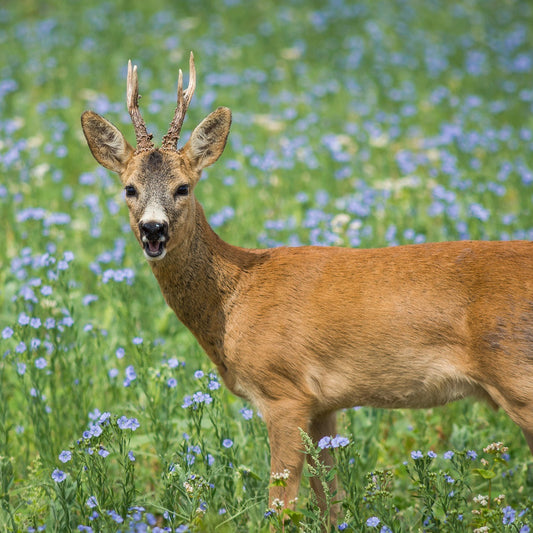 Fallviltpakke - skrantesyke/CWD