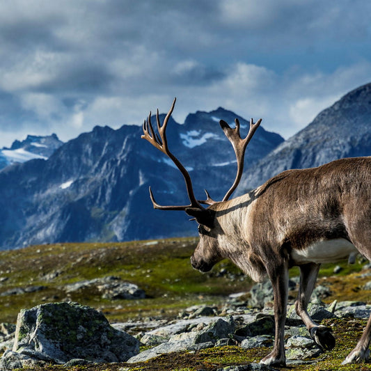 Jegerpakke - skrantesyke/CWD