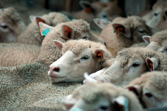 Slakteri og viltbehandlingsanlegg - TSE/CWD/BSE