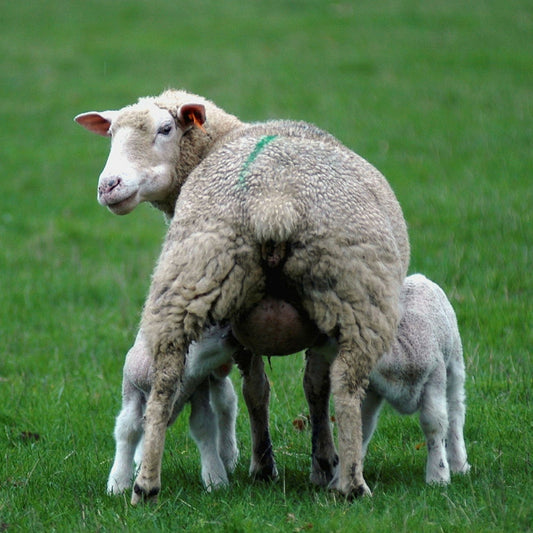 Parasittpakke for storfe-geit-sau-hest-kamelider